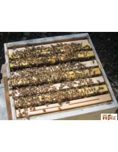 Essaim hiverné sur 7 cadres...